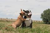 BULL TERRIER MINIATURE 048